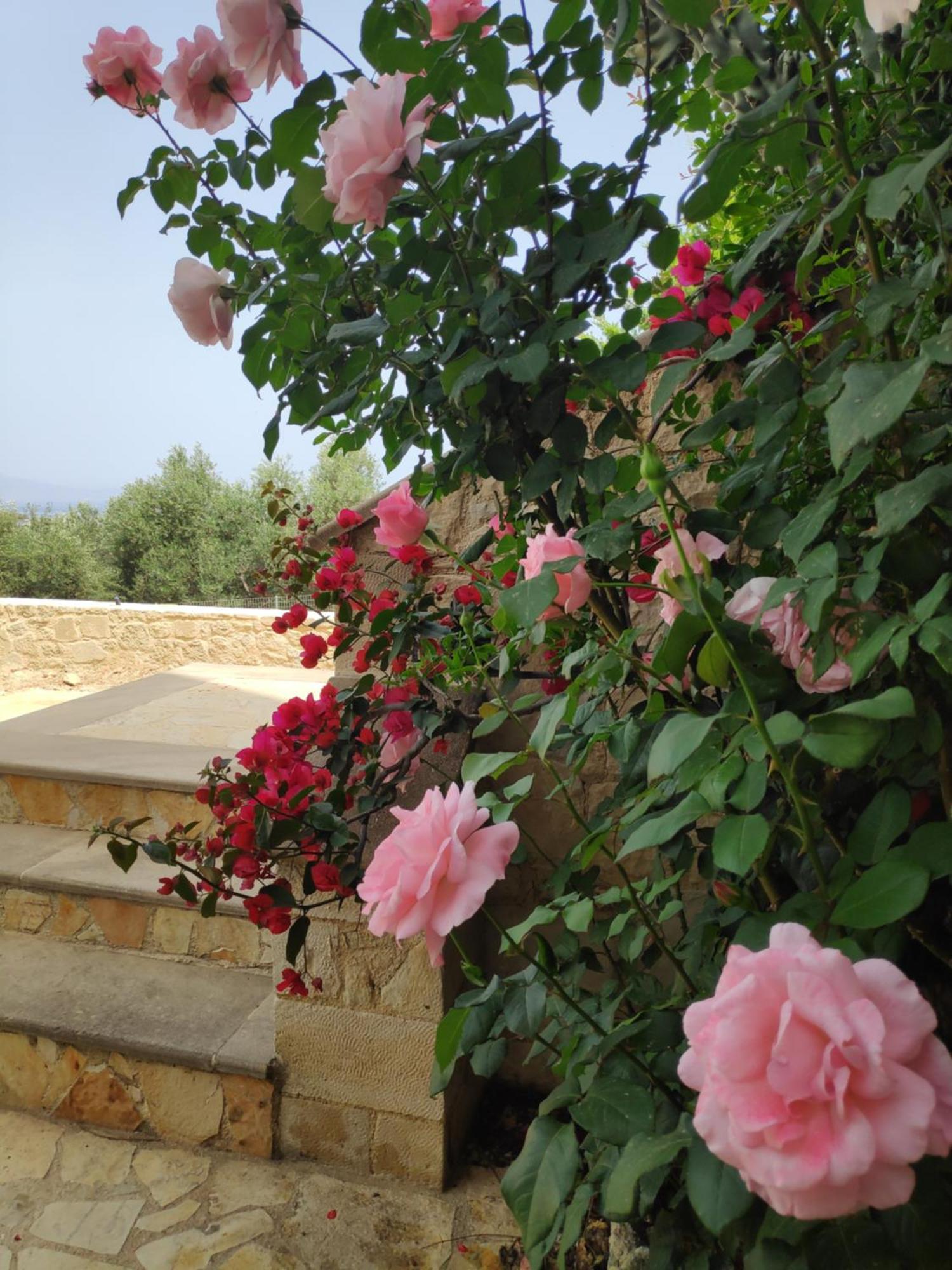 Xenia'S Countryside Guesthouse Agia Marina Екстериор снимка